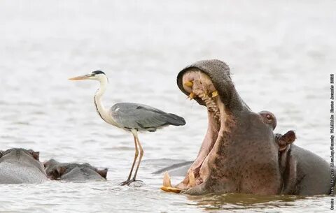 Comedy wildlife awards