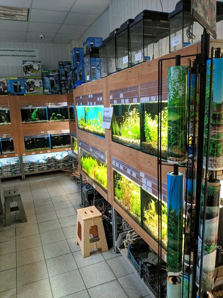 Арована магазин аквариумных. Магазин аквариумных товаров воронеж. Зоомагазин на победе. Магазин аквариумных товаров воронеж. Арована магазин аквариумных товаров воронеж.