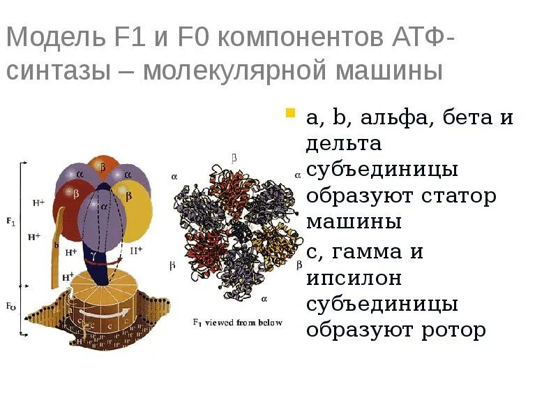 Строение атф синтазы. Субъединицы АТФ синтазы. Ротор и статор АТФ синтаза. Строение АТФ синтазы модель.