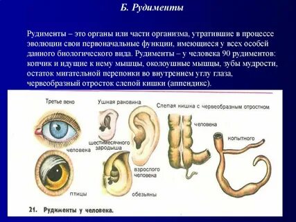 Рудименты это