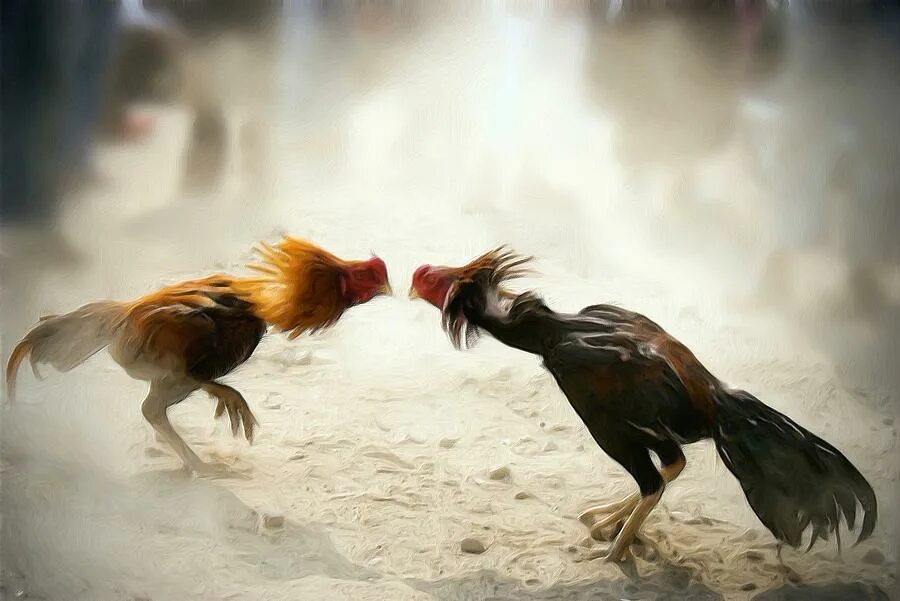 Cock fight. Боевой петух. Петухи дерутся.