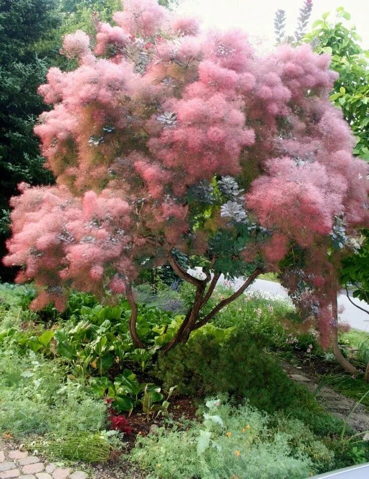 Скумпия Кожевенная Cotinus coggygria. Скумпия Кожевенная Royal Purple. Скумпия Кожевенная (Cotinus coggygria `Royal Purple`). Скумпия Кожевенная (Cotinus coggýgria). Розовое дерево купить