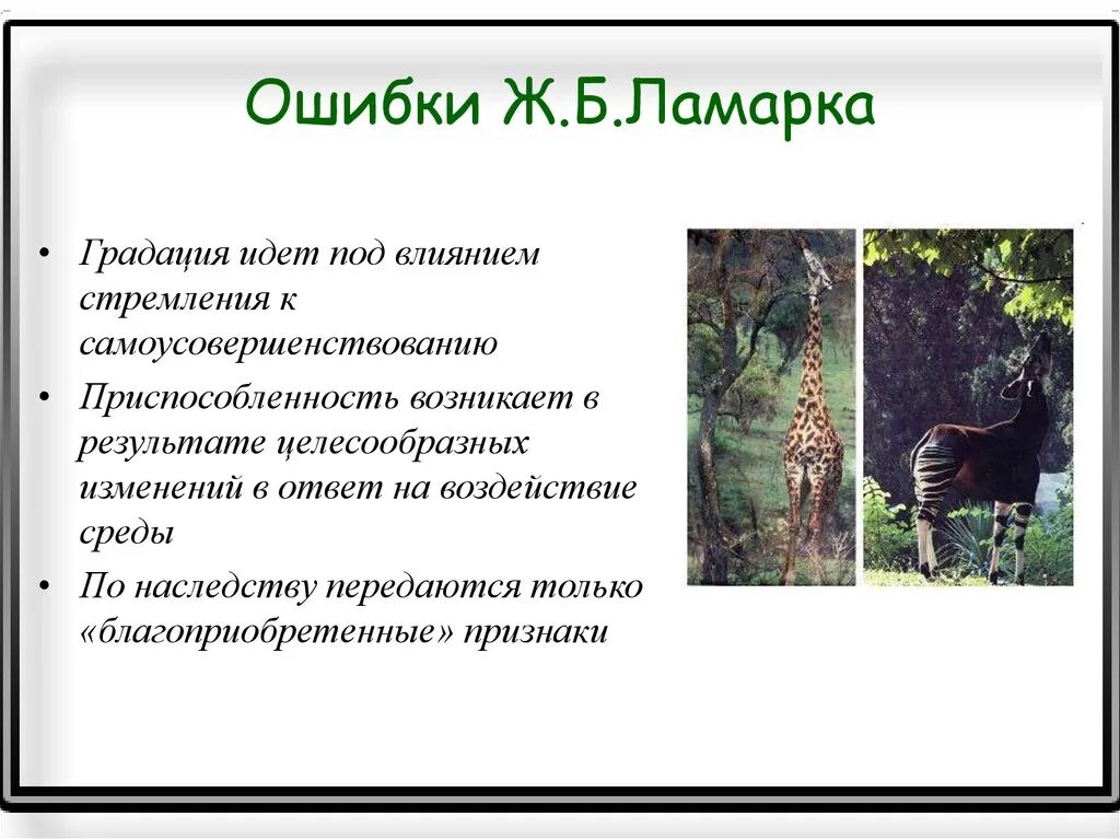 Почему теория ламарка о развитии организмов. Ошибки Ламарка. Ж Б Ламарк ошибочные взгляды. Ошибки теории Ламарка. Ошибочные положения теории Ламарка.