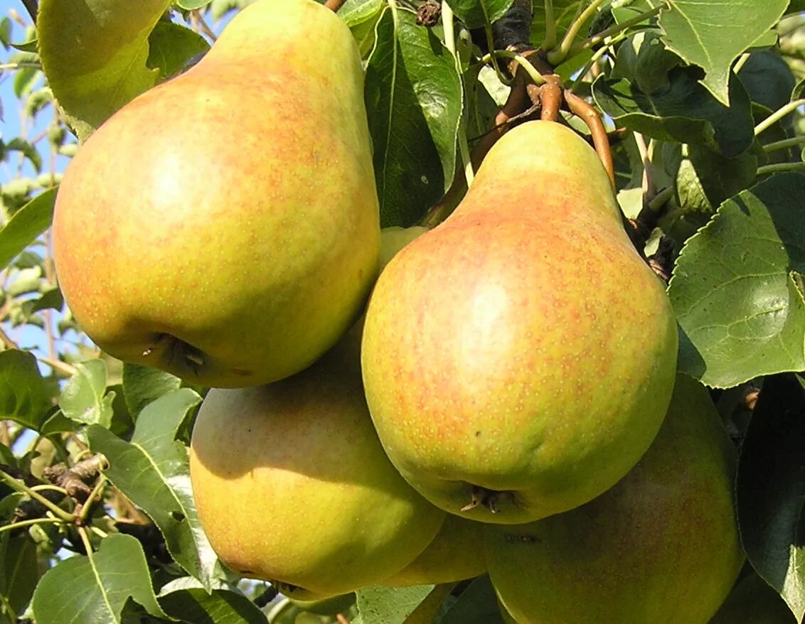 Груша обыкновенная (Pyrus communis). Груша сорт Велеса. Бергамот (сорта груши). Груша бергамот Московский. Груша велеса описание сорта фото отзывы опылители