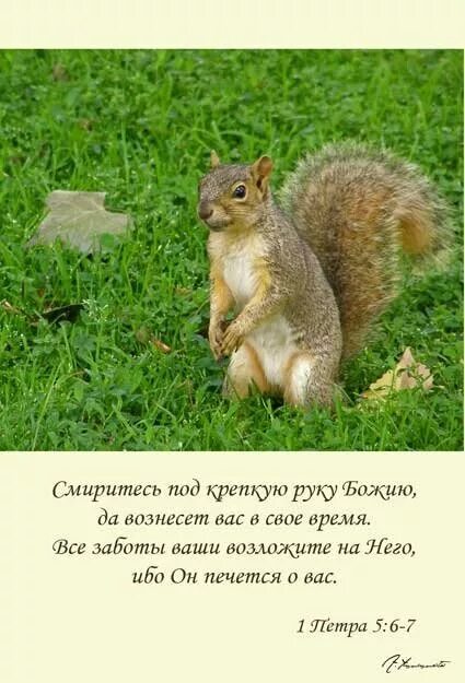 Довольно для тебя благодати моей ибо сила моя совершается в немощи. Не полагайся на разум свой библия. Смиритесь под крепкую руку божию и вознесет вас в свое. 1 петра 5 7. Смирение перед господом.