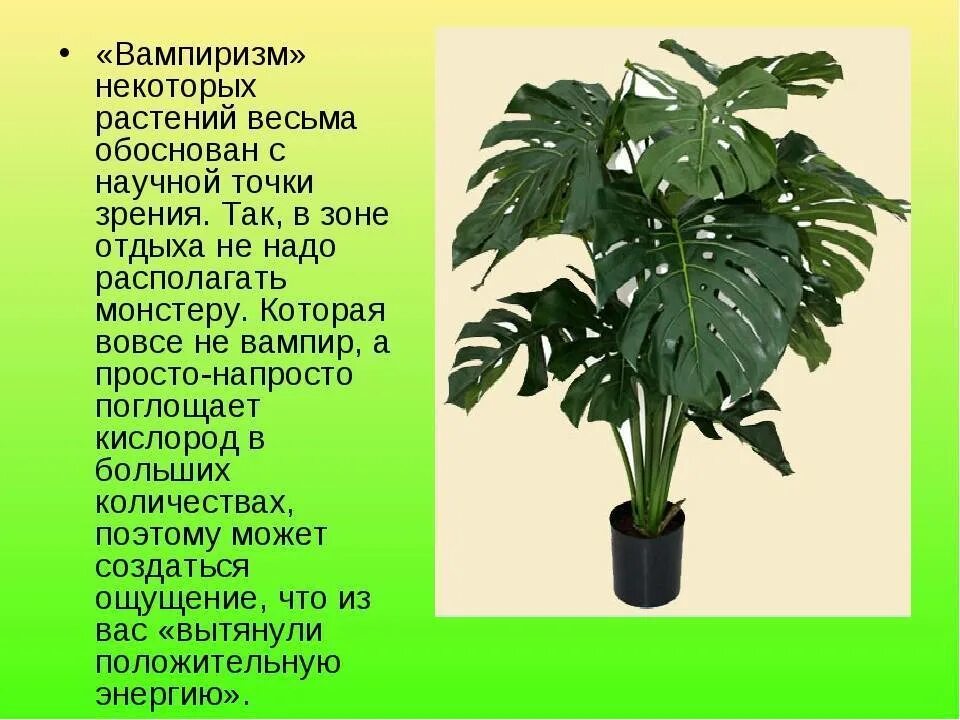 Домашние цветы опасные для людей. Монстера крупнолистная. Монстера Деликоса. Монстера Адансона горшок. Монстера Диффенбахия ядовитые.