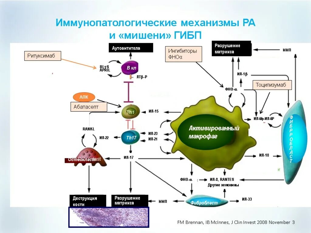 Активация макрофагов. Механизмы действия активированных макрофагов. Механизм действия макрофагов. Активация фибробластов. Активированные макрофаги