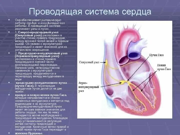 Между правыми предсердием и желудочком находится клапан. Проводящая система сердца. Проводящая система сердца обеспечивает. Схема проводящей системы сердца. Проводящая система сердца презентация.