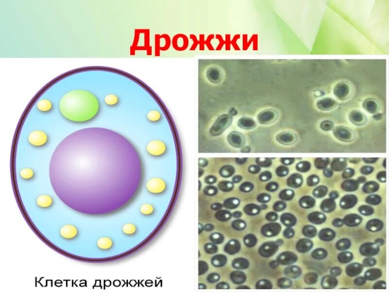 Оборудование для изучения клеток дрожжевых грибов. Строение клетки дрожжей под микроскопом. Строение клетки гриба дрожжи. Дрожжевые клетки микробиология. Строение дрожжей микробиология.