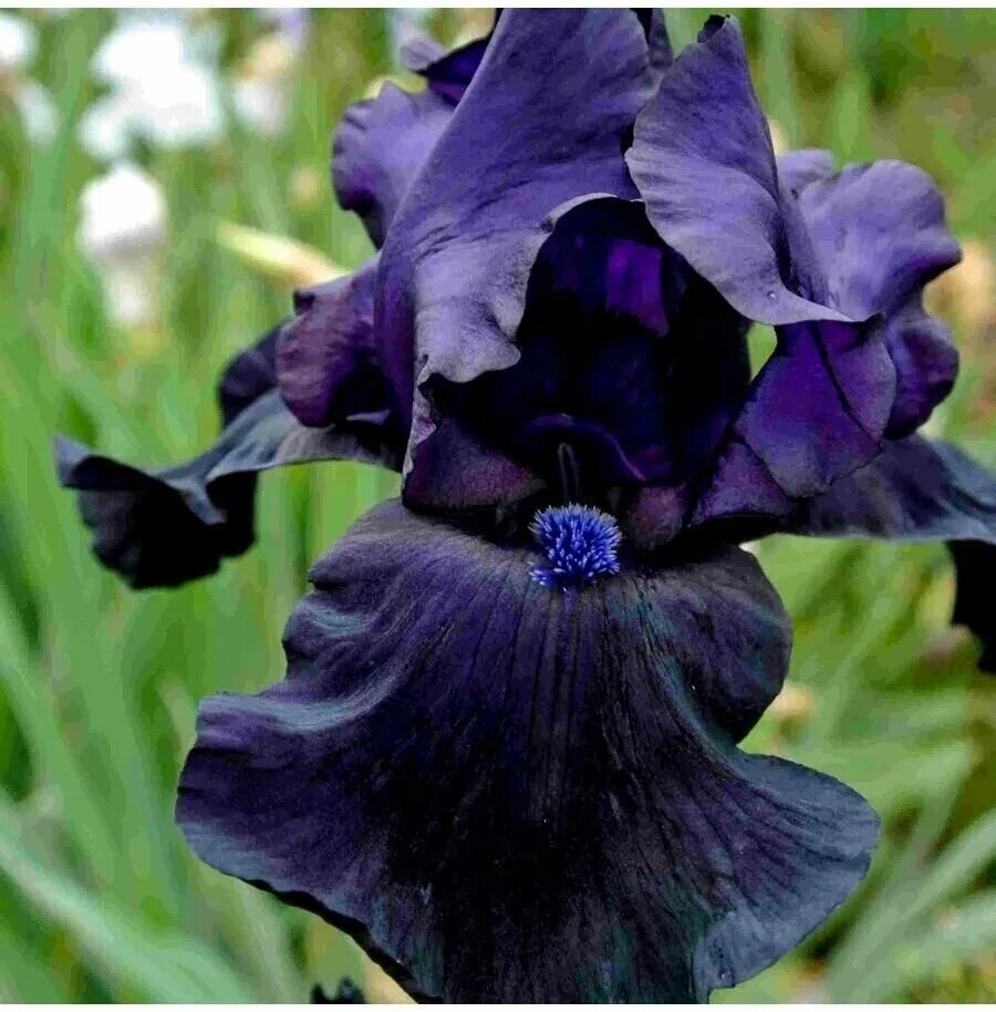 ирис германский блэк найт. ирис black. ирис германский блэк найт. ирис black butte. ирис блэк таффета.