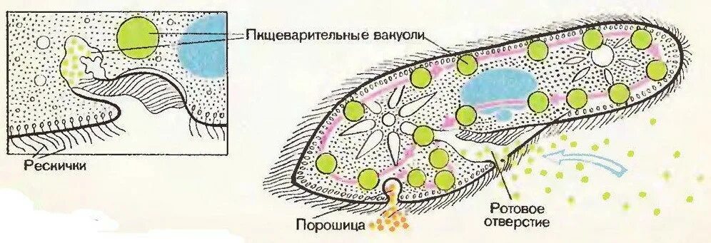 Пищеварительная вакуоль рисунок. Инфузория туфелька экзоцитоз. Питание инфузории туфельки. Пищеварительная система инфузории. Пищеварительные вакуоли инфузории туфельки.