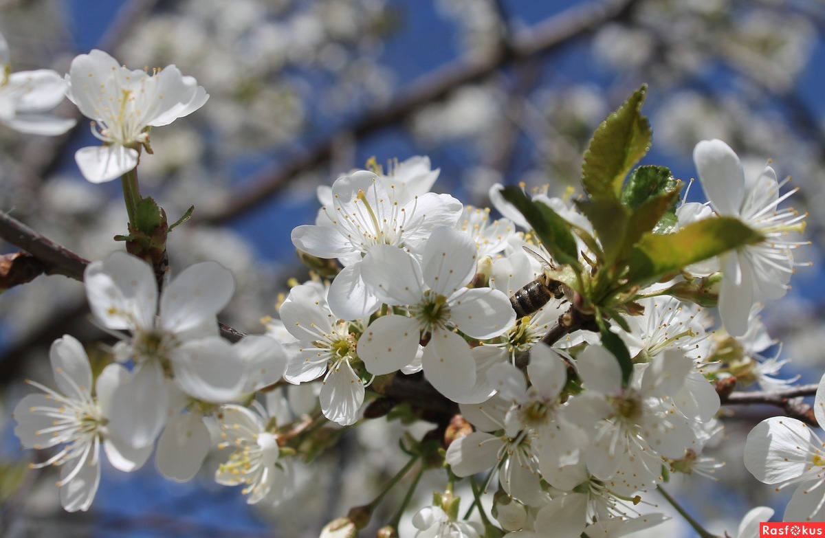 за рекою в непокое вишня расцвела. за рекою в непокое вишня расцвела партия. за рекою в непокое вишня расцвела. за рекою в непокое вишня расцвела. цветущая вишня.