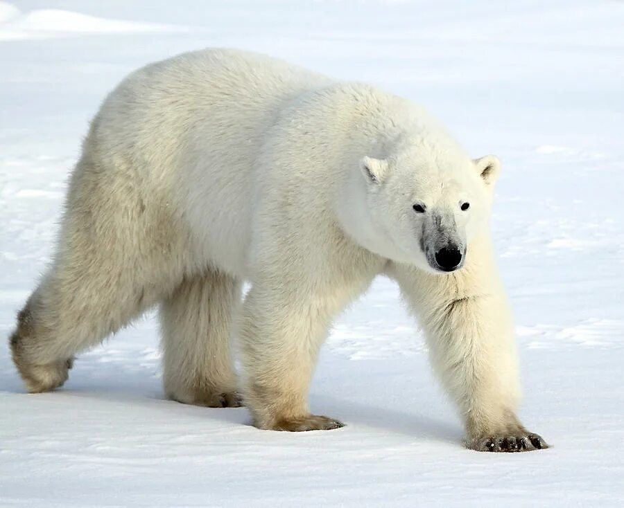 Bear form. Белый медведь в тундре. Полярный медведь в тундре. Медведь белый Тундровый. Животные тундры белый медведь.