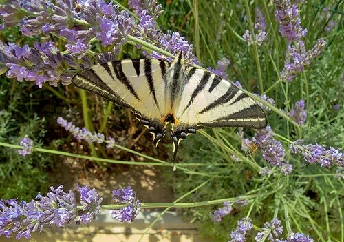 Polidario Scarce Swallowtail free image download