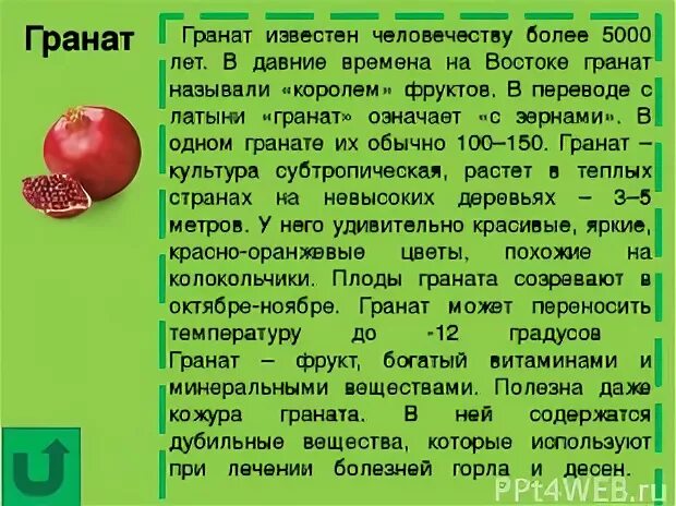 Гранат текст. Сообщение о гранате. сообщение про гранат для 2 класса окружающий мир. сообщение про гранат. гранат рассказ 2 класс.