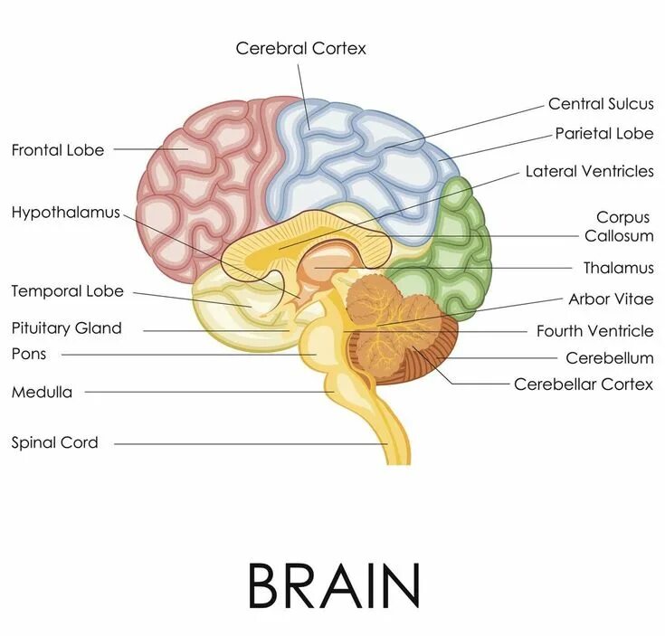 The structure of the human brain. Головной мозг анатомия. brain structure. мозги анатомия. parts of brain and their function.