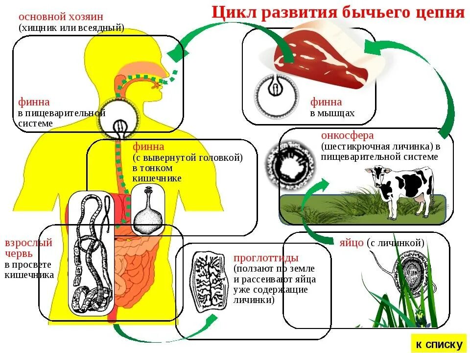 Цепень стадии развития. Жизненный цикл развития бычьего цепня схема. цикл жизни бычьего цепня. цикл развития бычьего цепня. цикл развития бычьего цеп.