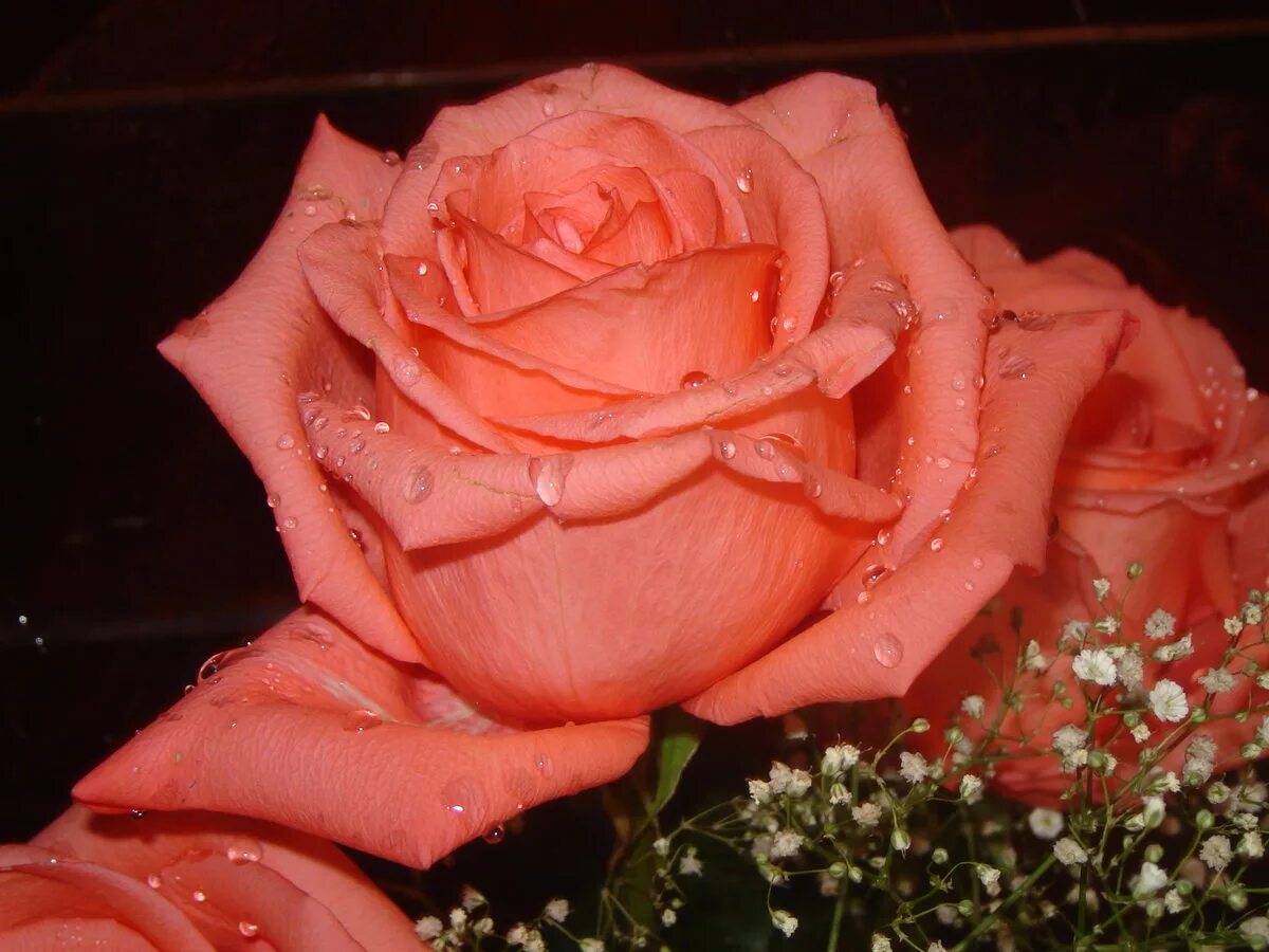 Розы для любимой. Прекрасные розы. Цветы для любимой женщины. Красивые розы для любимой.