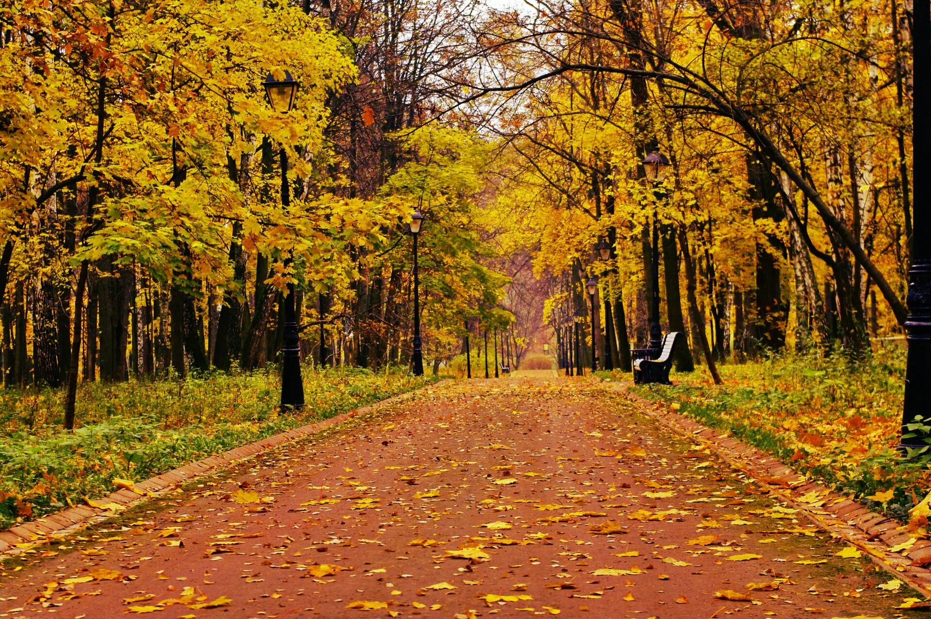 В старом парке есть кленовая аллея. Осенний парк. Осень в парке. Парк осенью. Осенний лес парк.