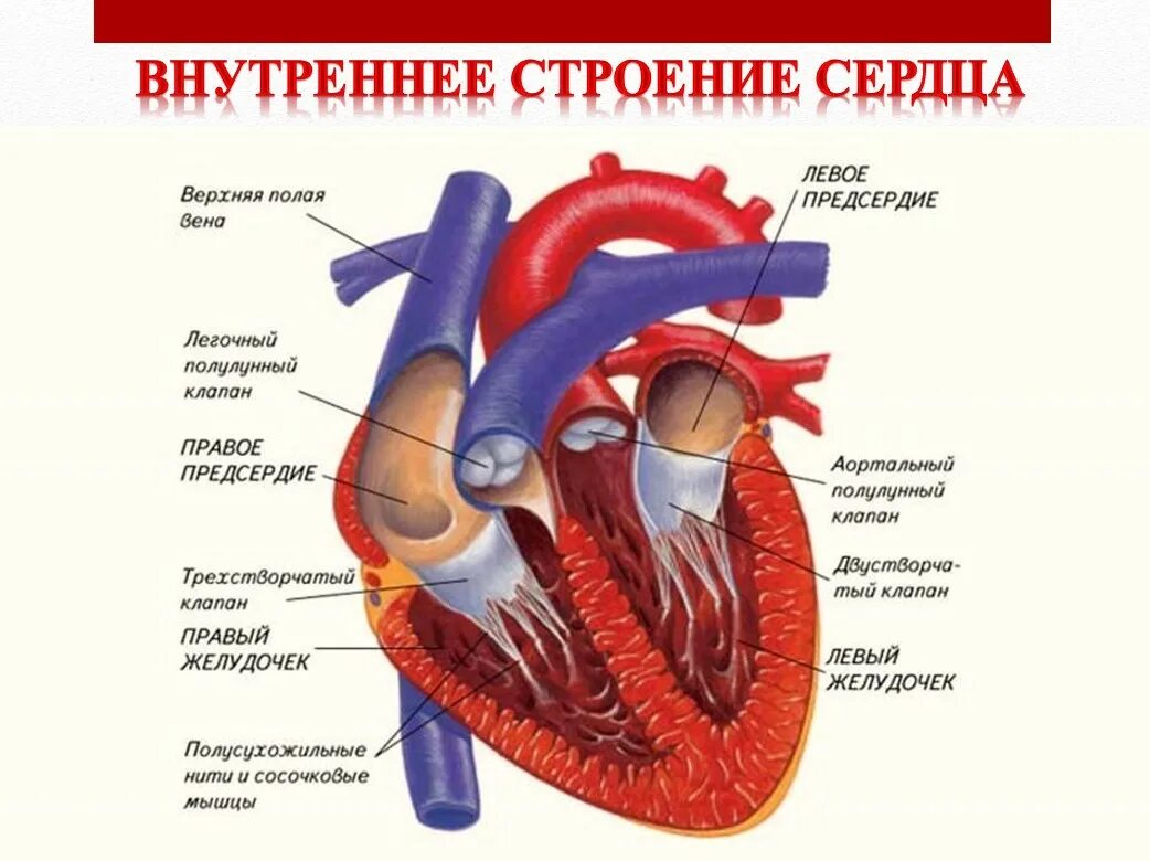 Срез сердца человека. Строение сердца человека система кровообращения. Строение сердца схема. Сердце схема строения анатомия. Строение сердца рис 35.