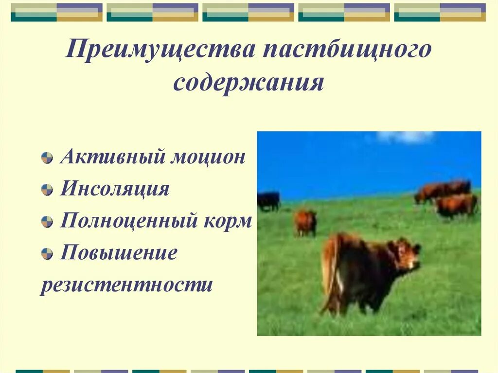 Гигиена содержания животных. Подготовка животных к пастбищному содержанию. технология пастбищного содержания животных. преимущества пастбищного содержания животных. содержание крс.