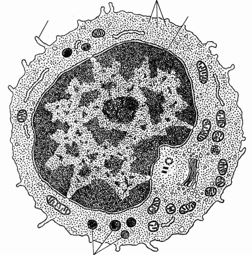 Макрофаги препарат. Электронограммы гистология цитология. Макрофаг гистология Электронограмма. Ультраструктура лимфоцита. Электронограмма. Лимфоцит Электронограмма.