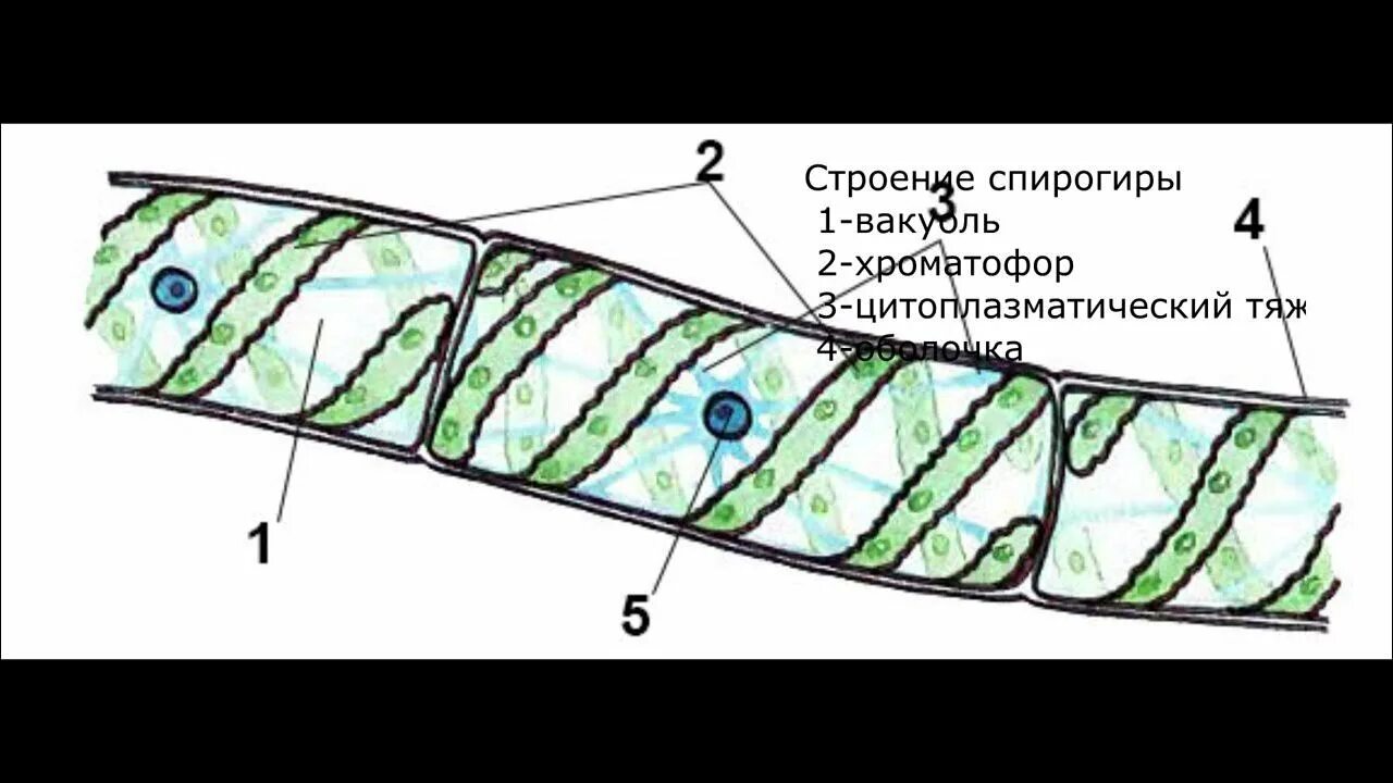Клетка многоклеточных водорослей. Спирогира строение. Спирогира строение рисунок. Хроматофор спирогиры. Строение клетки спирогиры без подписей.