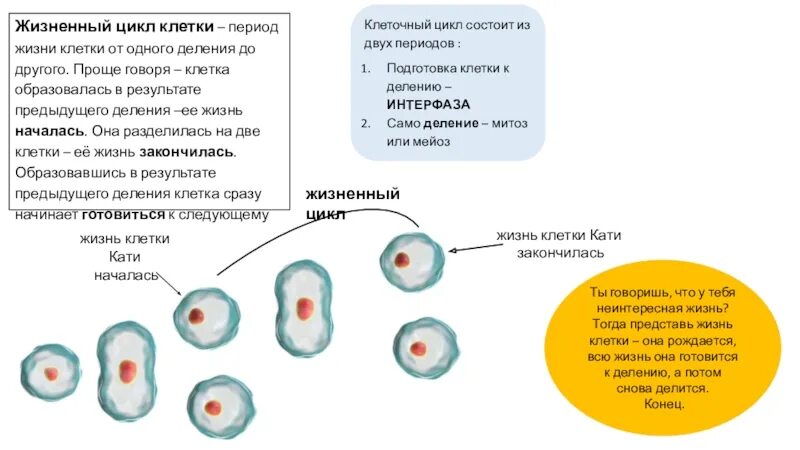 Жизненный цикл клетки деление клетки митоз 10 класс презентация. Жизненный цикл клетки при митозе. Деление клеток клеточный цикл. Жизненный цикл клетки деление клетки кратко. Деление клеток вызывают