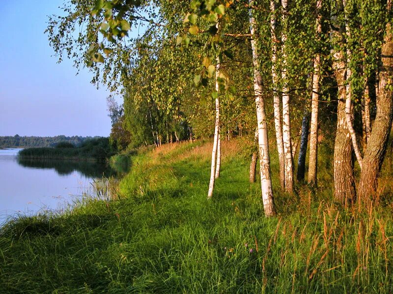 Поляне "лялин луг" -. Малая природа это. Форест лейкс. Пришвин река. Малая природа это.