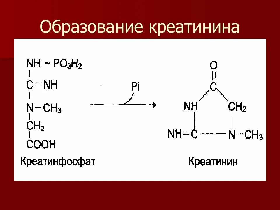 Креатинин формула биохимия. Реакция образования креатинина из креатинфосфата. Креатин химическая формула. Структурная формула креатинина. Креатинин действие