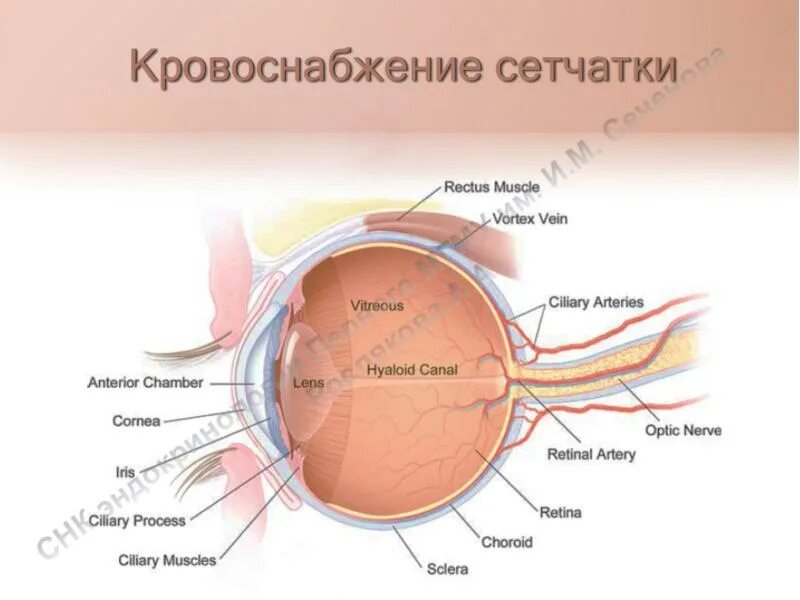 Центральная артерия сетч. Кровоснабжение наружных слоев сетчатки. Центральная артерия и Вена сетчатки. Кровоснабжение глаза анатомия.