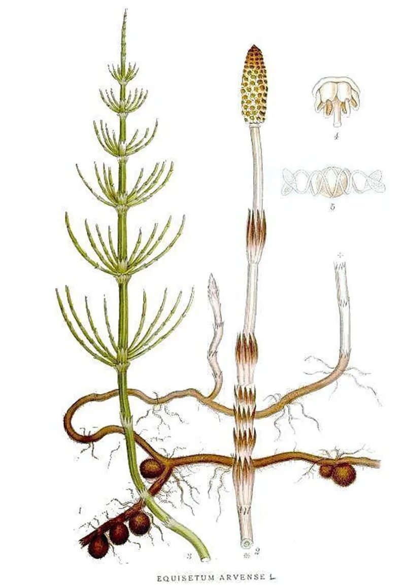 Хвощ полевой. Хвощ полевой корневище. Хвощ полевой ботаника. Спороносный колосок хвоща полевого. Хвощеобразные растения
