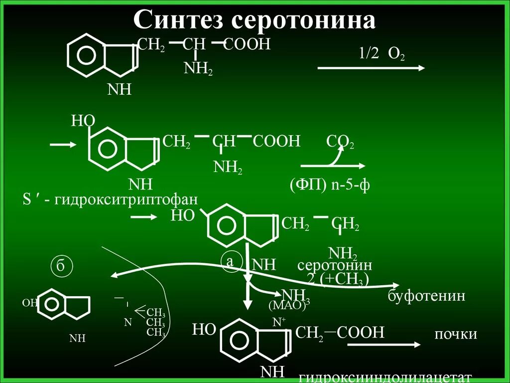 Синтез адрес. Серотонин Синтез биохимия. Синтез триптофана биохимия. Синтез серотонина из триптофана. Реакция образования серотонина из триптофана.