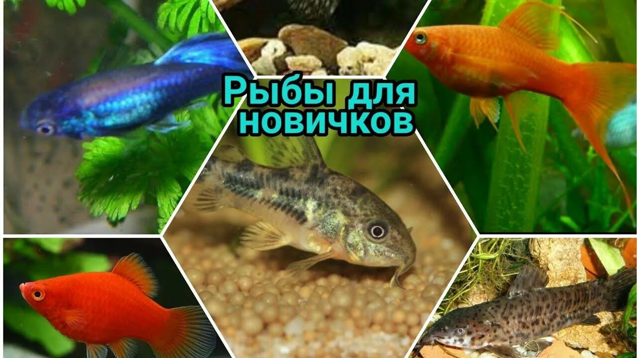 Гуппи, гурами, меченосец, сомик. Рыбки аквариумные фото и название для начинающих. Меченосцы аквариумные рыбки. Аквариумные рыбки для начинающих неприхотливые. Аквариумные рыбы названия.