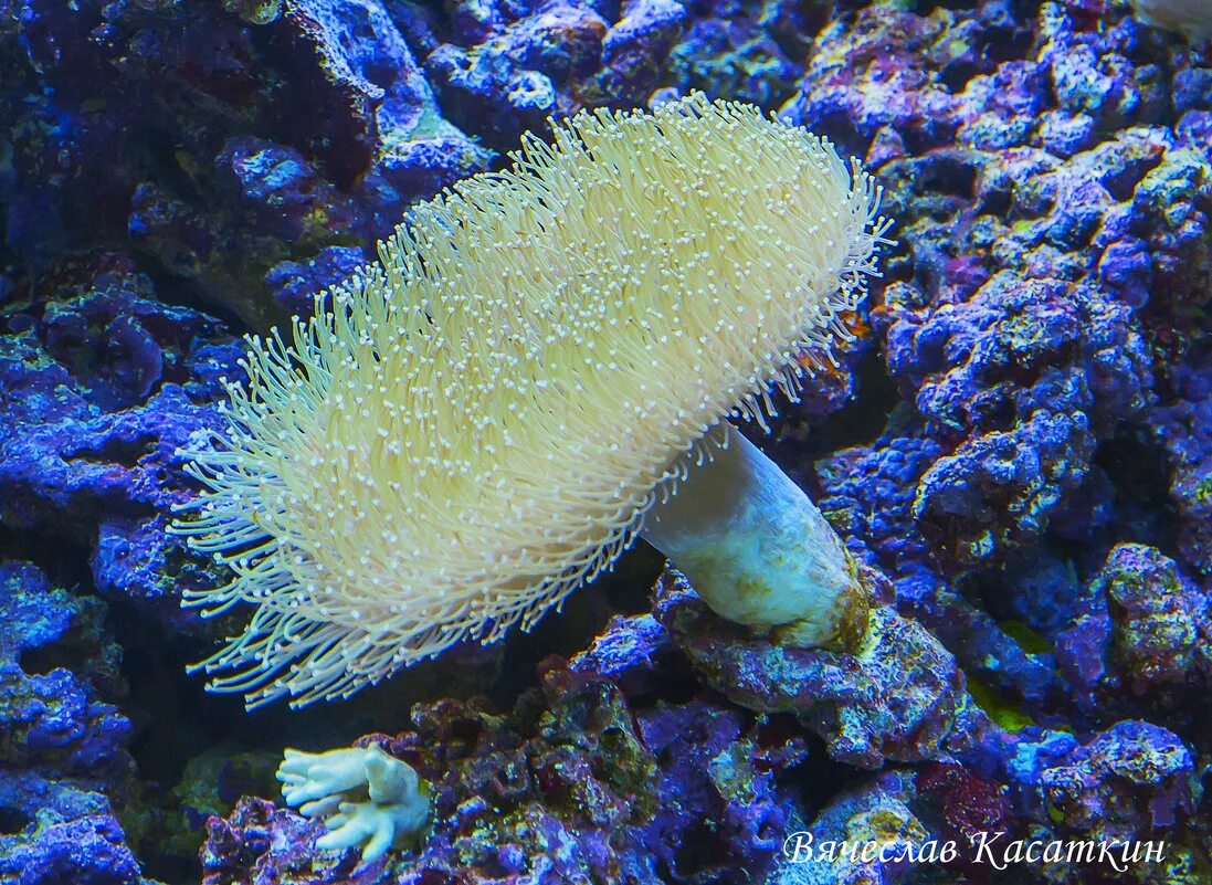 Грибы растущие в воде. Грибы обитающие в воде. Актинии охотского моря. Psathyrella gordonii. Псатирелла акватика.