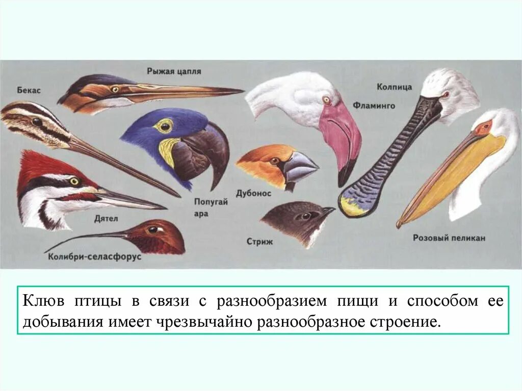 Роговой клюв птицы