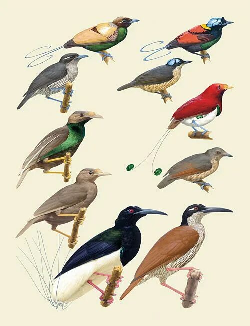 Kind birds. Kinds of Birds. All the Birds of the World. Handbook of the Birds of the World download. Serian the World of Birds.