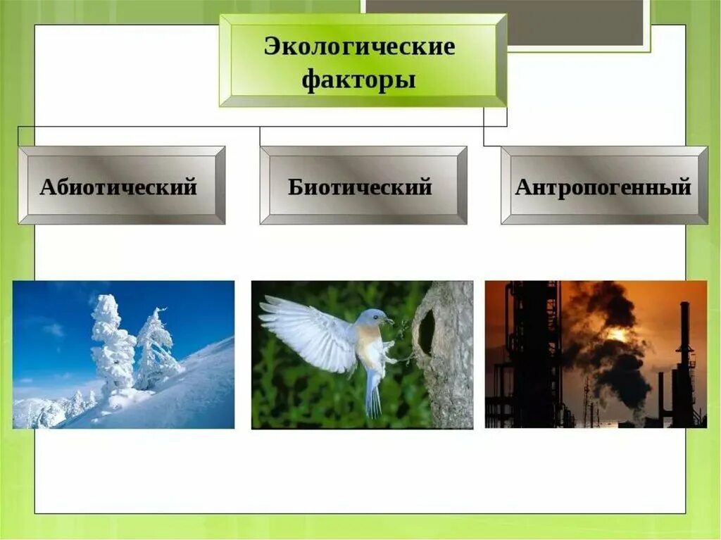 Экологические факторы 5 класс биология тест. Экологические факторы. Картинки на тему экологические факторы. Экологические факторы рисунок. Экологические факторы среды рисунок.