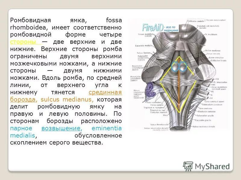 Ромбовидная ямка черепные нервы