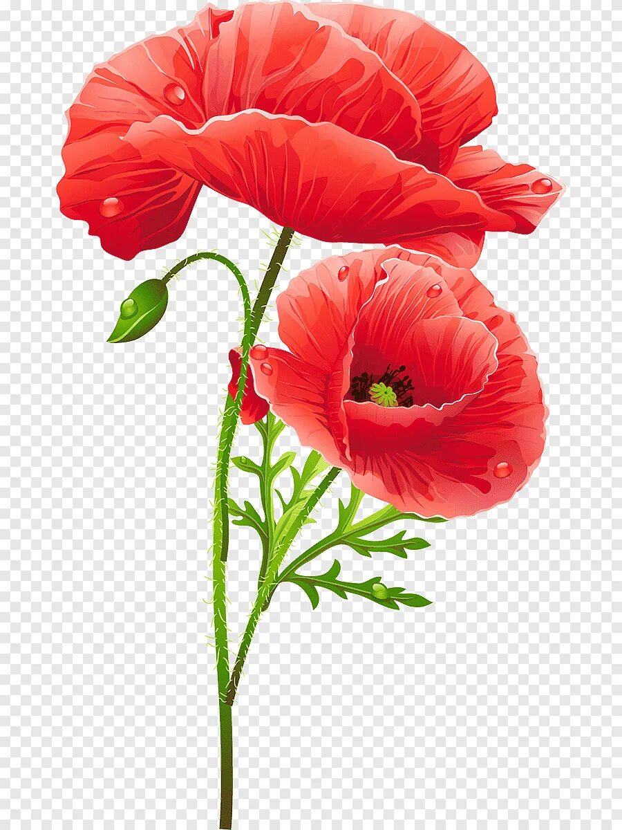 Poppies png. Цветок Мак Поппи. Цветок мака со стеблем. Цветы на прозрачном фоне. Мак на белом фоне.