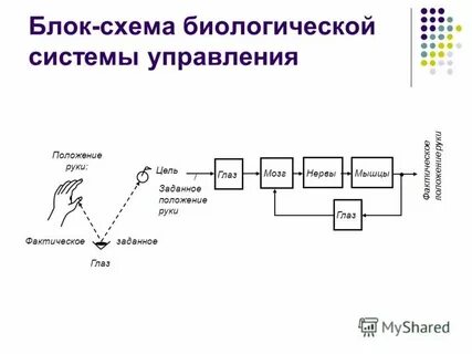 Автономная система биология