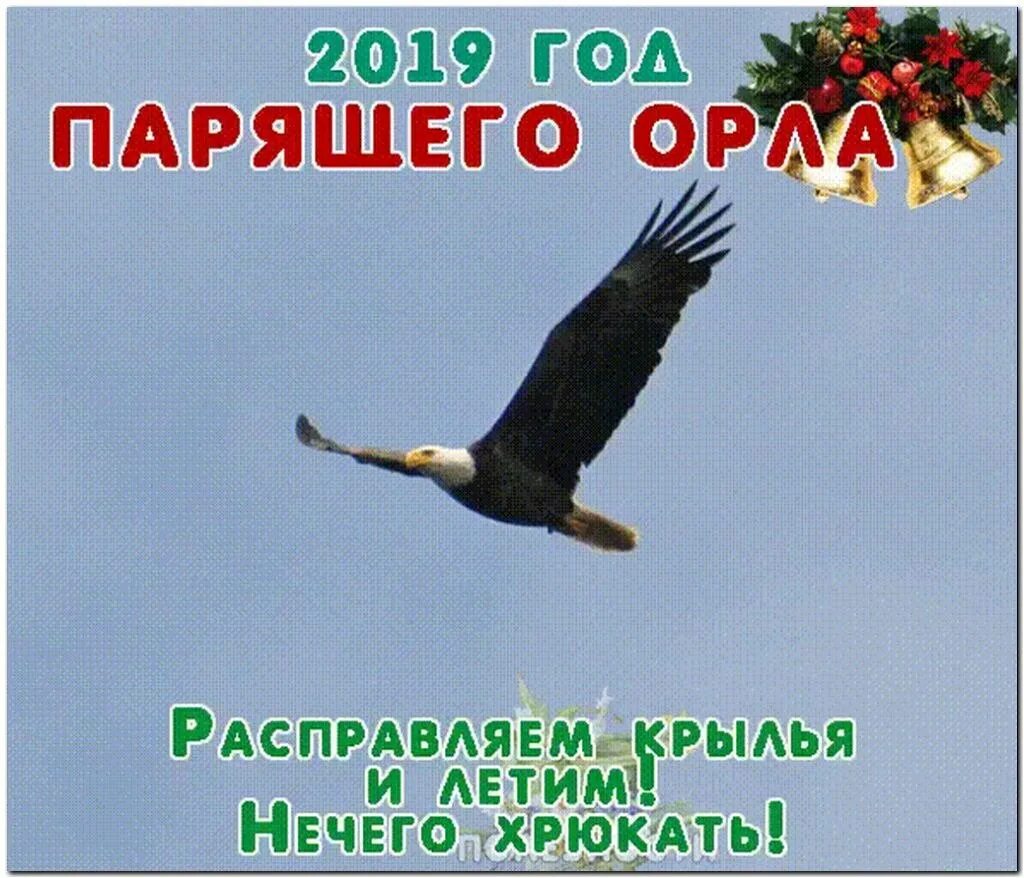славянский гороскоп по годам. год орла по славянскому. славянский календарь год парящего. год орла по славянскому календарю. парящий орел по славянскому.