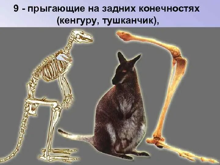 Функции задних конечностей