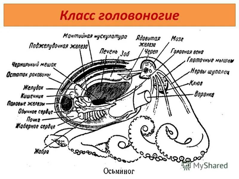 Сердце головоногих. Тип моллюски головоногие строение. Анатомия головоногого моллюска. Строение головоногих моллюсков. Выделительная система головоногих.