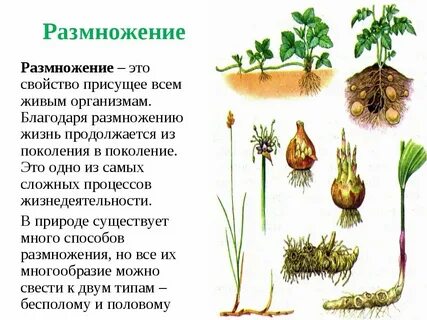 Размножение и его биологическое значение