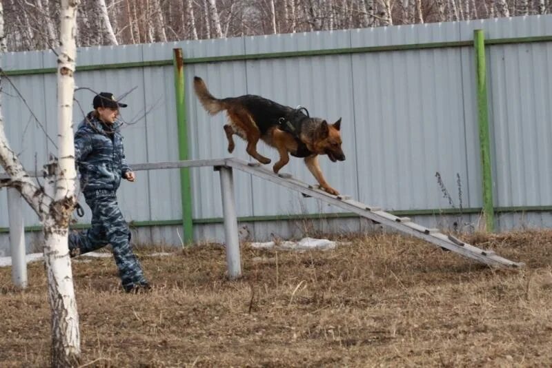 Кинолог после какого класса. Дрессировочная площадка для служебных собак мвд. занятия с кинологом. тренажеры для служебных собак. кинолог дрессировка.