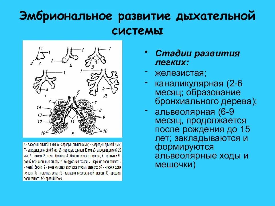 Стадии развития легких. Источники развития органов дыхательной системы. Альвеолярная фаза эмбрионального развития. Эмбриональные источники развития дыхательной системы. Этапы развития органов дыхания.