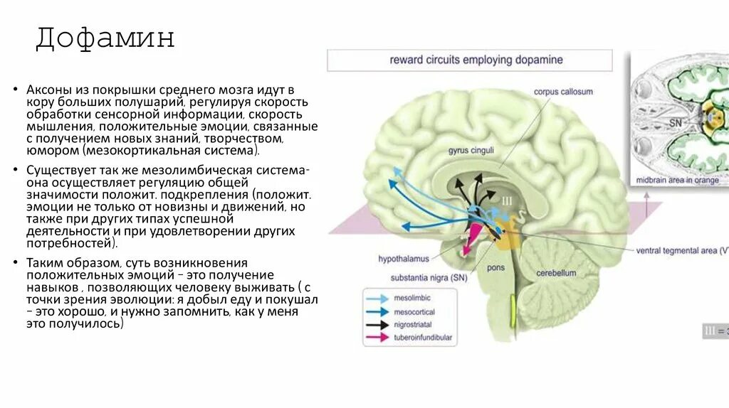 Покрышка среднего мозга. Зона удовольствия в головном мозге. Дофаминергическая система мозга. Центры удовольствия в мозге. Пищевой центр в мозге