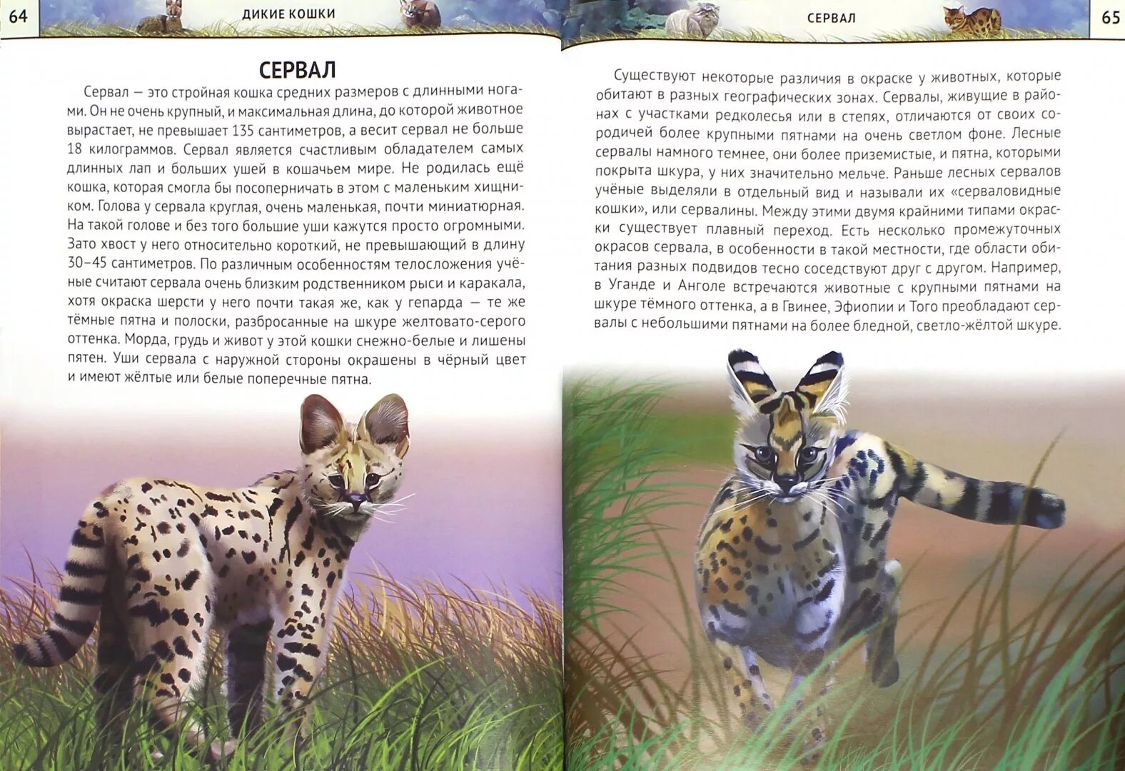 Книга дикий кот. Дикие кошки энциклопедия для детей. сообщение про сервала. дикие кошки книга. детская книжка про диких кошек.