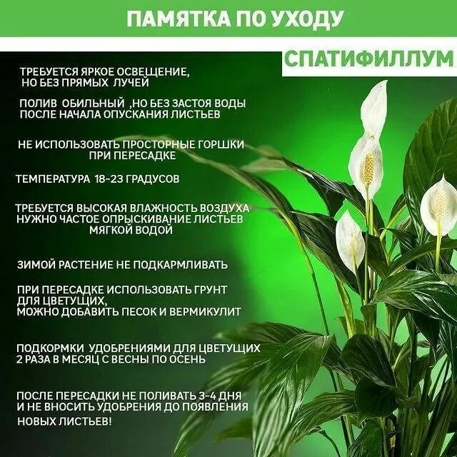 Полив спатифиллума в домашних условиях. Околоцветник спатифиллум. Спатифиллум строение.